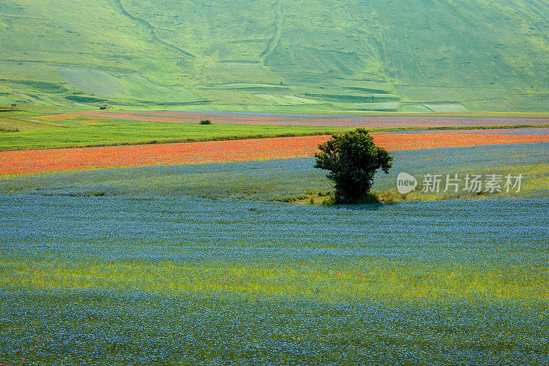 Piano Grande di Castelluccio，位于绿色山丘上的村庄，意大利